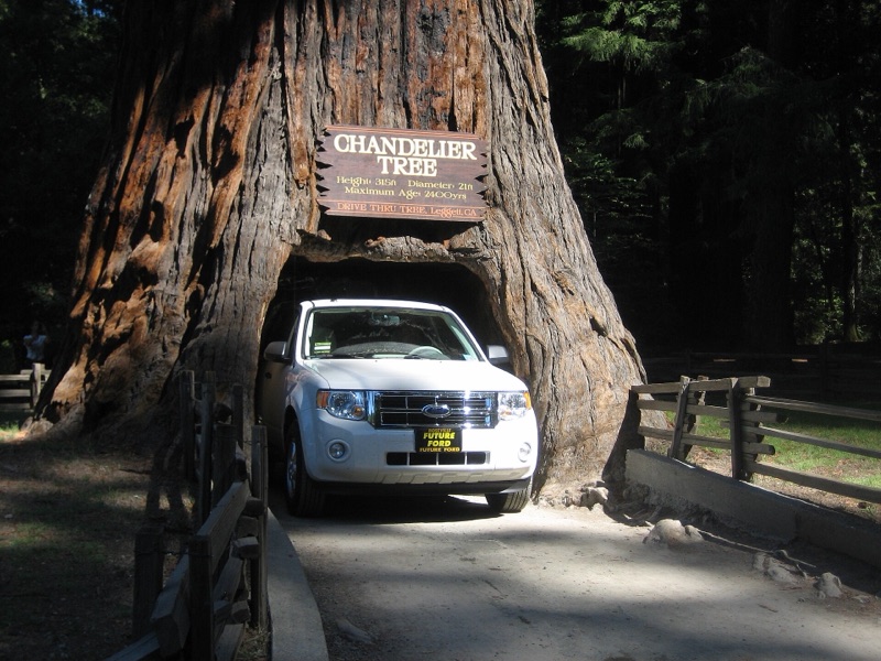 Chandelier Drive-Thru Tree Park