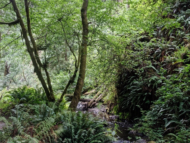 Van Damme State Park